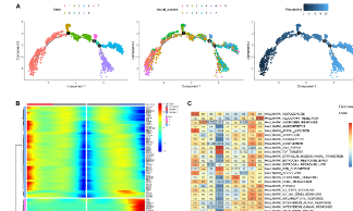 6+scRNA-seq和bulk RNA-seq结合纯生信文章