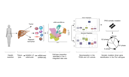 SXR202206019C+scRNA-seq、snRNA-seq联合bulk RNA-seq分析思路