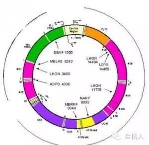 线粒体常规分析简介