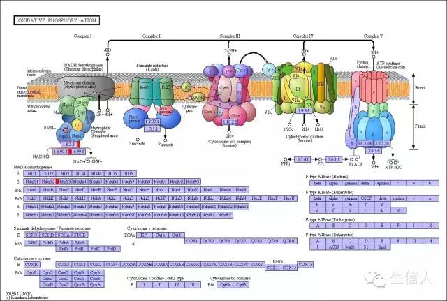 如何利用fisher检验做富集分析