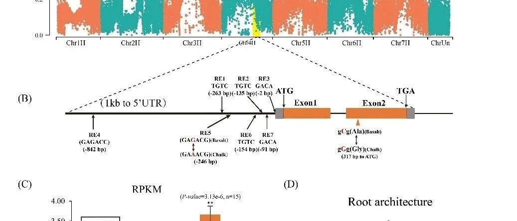 Advanced science | 西北农林科技大学宋卫宁教授团队在适应性进化和物种形成领域取得重要进展