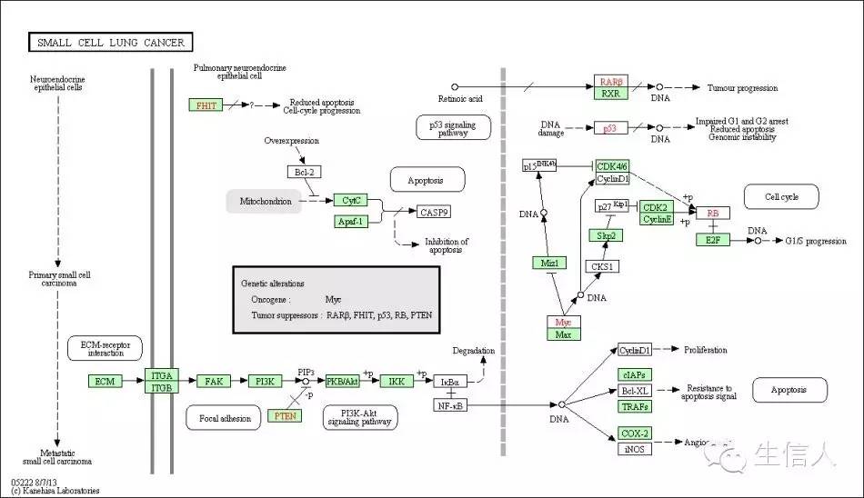 KEGG数据库的自动注释服务