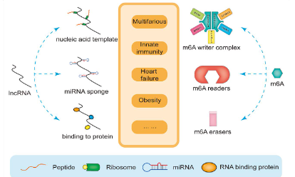 m6A相关lncRNAs与肿瘤的关系
