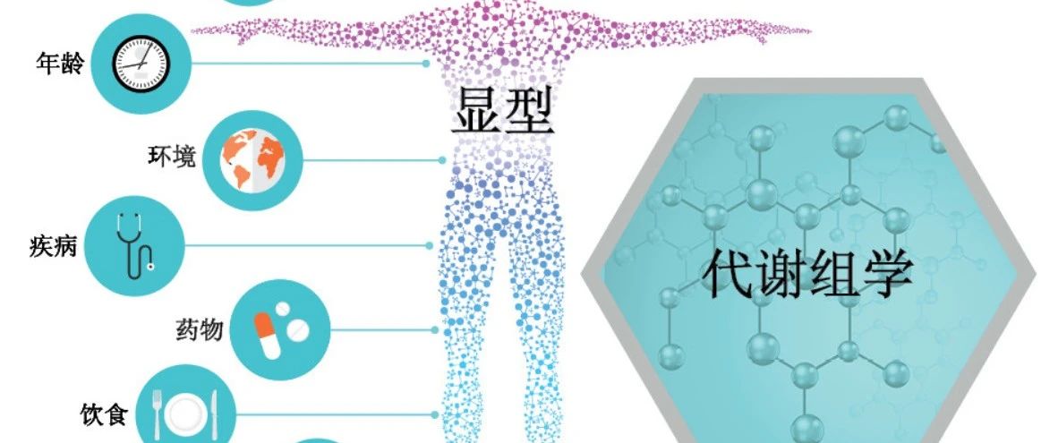 代谢建模无需愁，高效工具解君忧