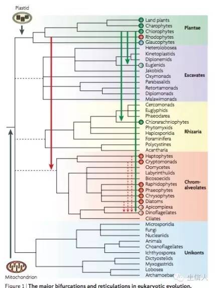 最大简约法构建进化树详解