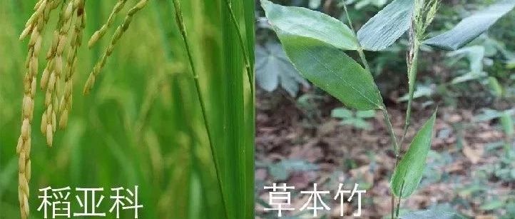 竹子基因组多倍化与网状进化历史