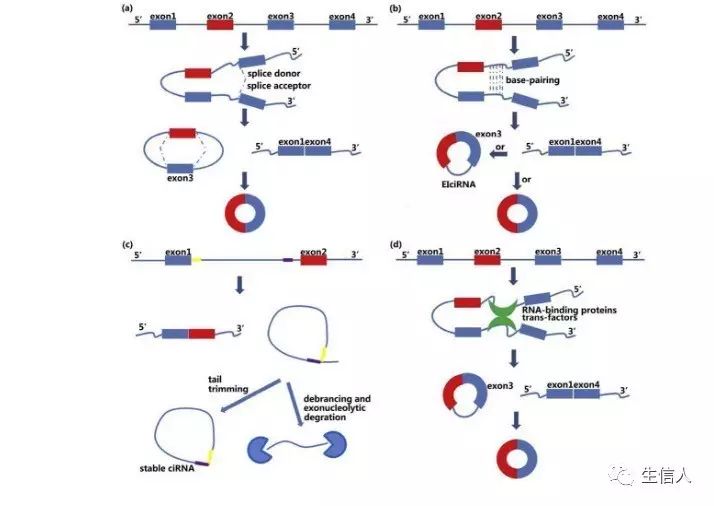 circRNA分析工具集-CIRCexplorer介绍