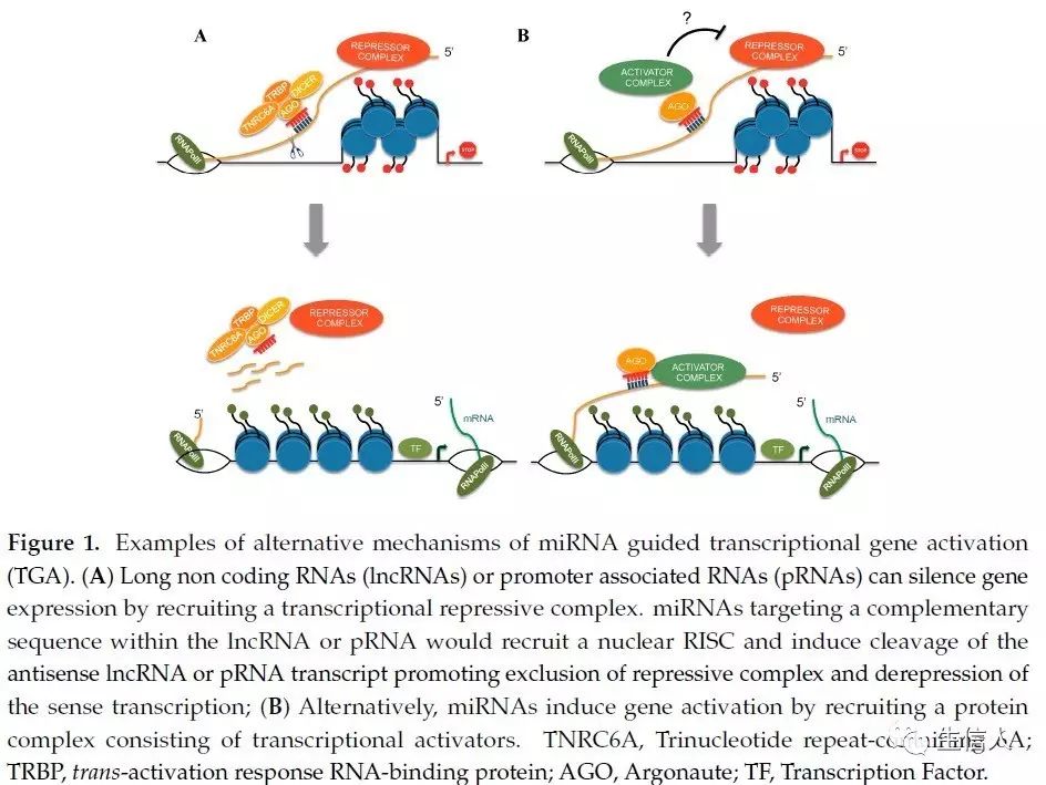 miRNA 综述文章阅读笔记