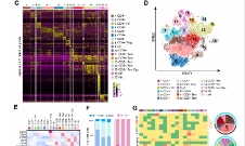 Clin Cancer Res |黑色素瘤脑和软脑膜转移免疫微环境的单细胞特征
