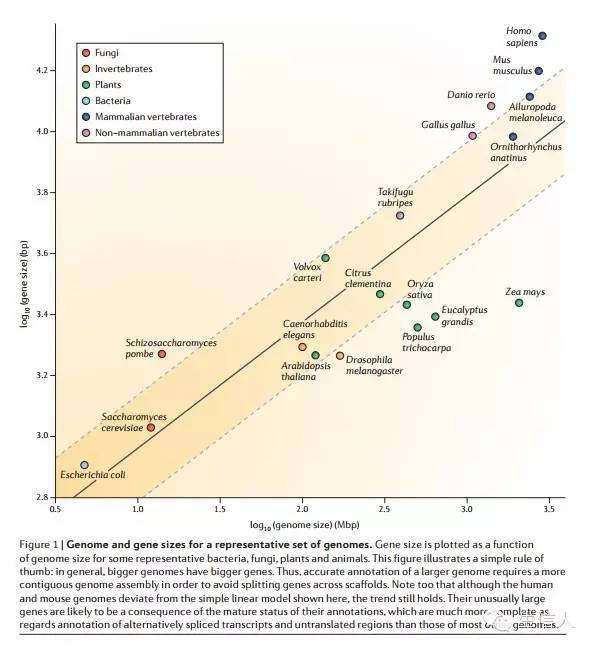 N50多少，证明组装的好？