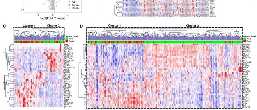 IF:4.8|代谢相关的mRNA-lncRNA双预后模型