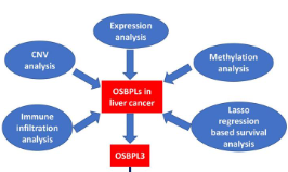 OSBPL家族基因在肝癌中的表达、免疫浸润、预后及实验验证