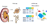 Nature Genetics高分烧脑研究，基因组对潜在药物治疗的关键作用