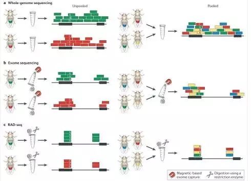 高能来袭：pool-seq测序方法介绍