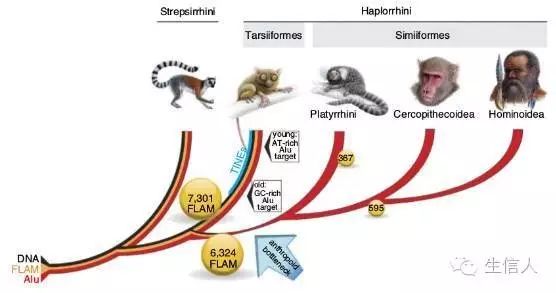 菲律宾眼镜猴基因组