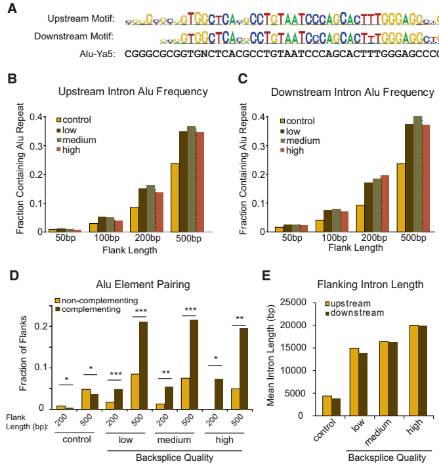 如何做circRNA的表达和功能验证？