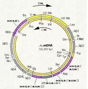 揭开线粒体基因组的面纱