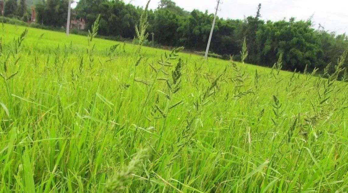 稗草基因组