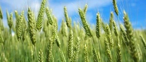 ​西农率先发布小麦单染色体参考序列的补洞与序列改进研究结果