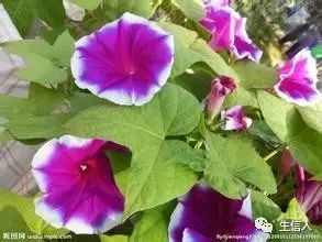 日本朝颜（牵牛花）的基因组测序和分析