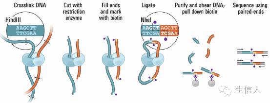 Hi-C辅助基因组组装