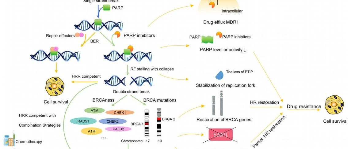 Molecular Cancers|胰腺癌中PARP抑制剂分子机制