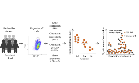 在调节性CD4+ T细胞中免疫疾病变异调节基因表达
