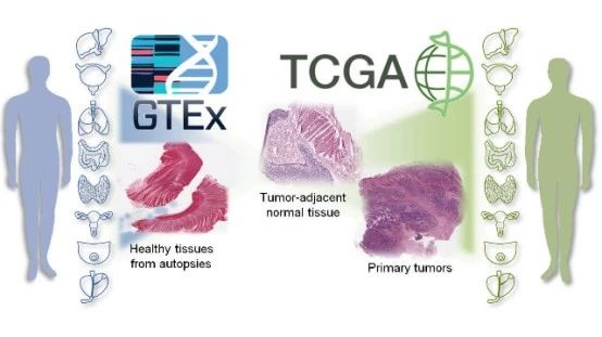 不怎么需要R语言的TCGA新神器，了解一下哈