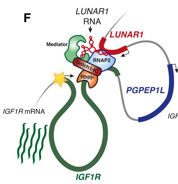 lncRNA研究的新思路