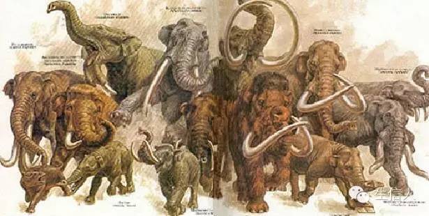 最新研究：挑剔的雌性主导性别异时进化