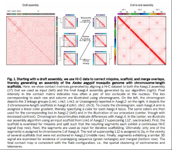 Hi-C组装荣登Science-传播寨卡病毒蚊虫基因组