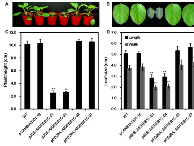 转录组：丹参的抗旱机制