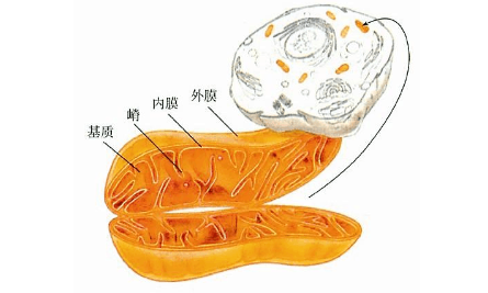 国之人中标热点预测：线粒体质量控制