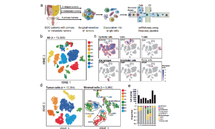 SXR202202023C+卵巢上皮性肿瘤单细胞 RNA-seq+bulk RNA-seq分析