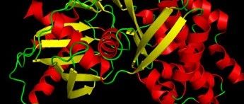 结构生物信息学系列之认识蛋白质结构