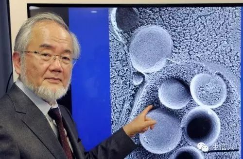 大隅良典为何独享诺贝尔生理学和医学奖