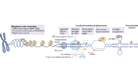 Nature Reviews Cancer | 人类癌症中的非编码driver突变