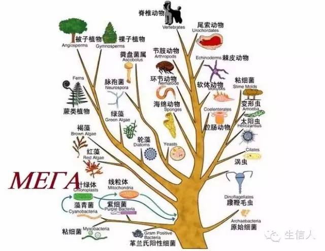 MEGA教程（一）