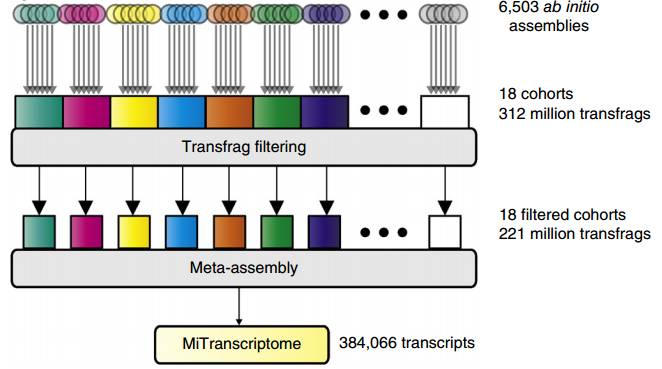 MiTranscriptome—通过计算学重构人类转录过程的蓝图