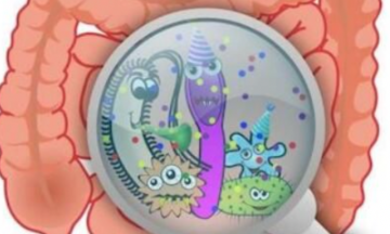 《Cell》:重磅！科学家揭秘人类肠道噬菌体多样性