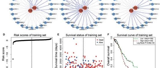 5+TF-lncRNA肿瘤调控网络构建
