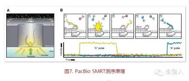 三代基因组测序技术原理简介