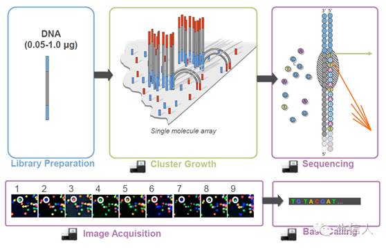 浅谈RNA链特异性建库