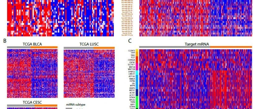 手上有自己的数据，然后呢？| 利用microRNAs对头颈部鳞状细胞癌临床亚型分析