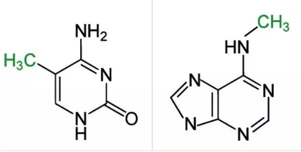 DNA甲基化是什么？