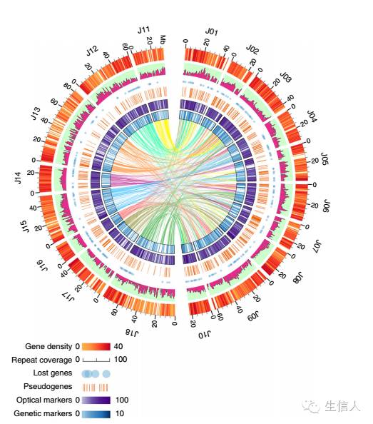 百迈客NG芥菜文章解读