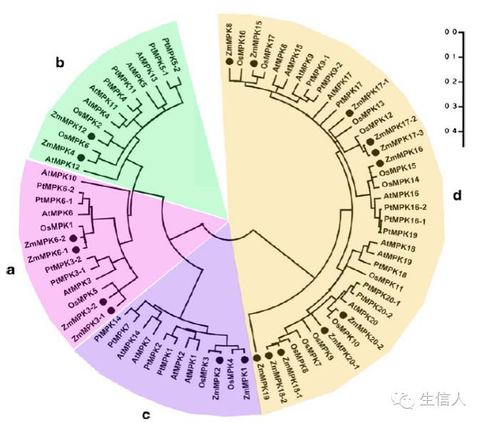 基因家族分析套路（二）