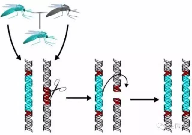 寨卡病毒、转基因蚊子?