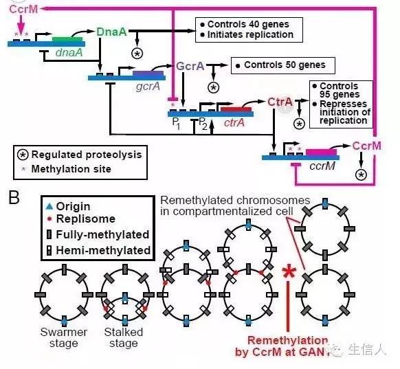 三代基因组测序研究细菌甲基化