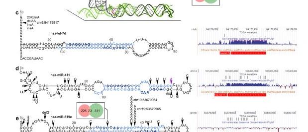 EBioMedicine|泛癌miRNA基因突变